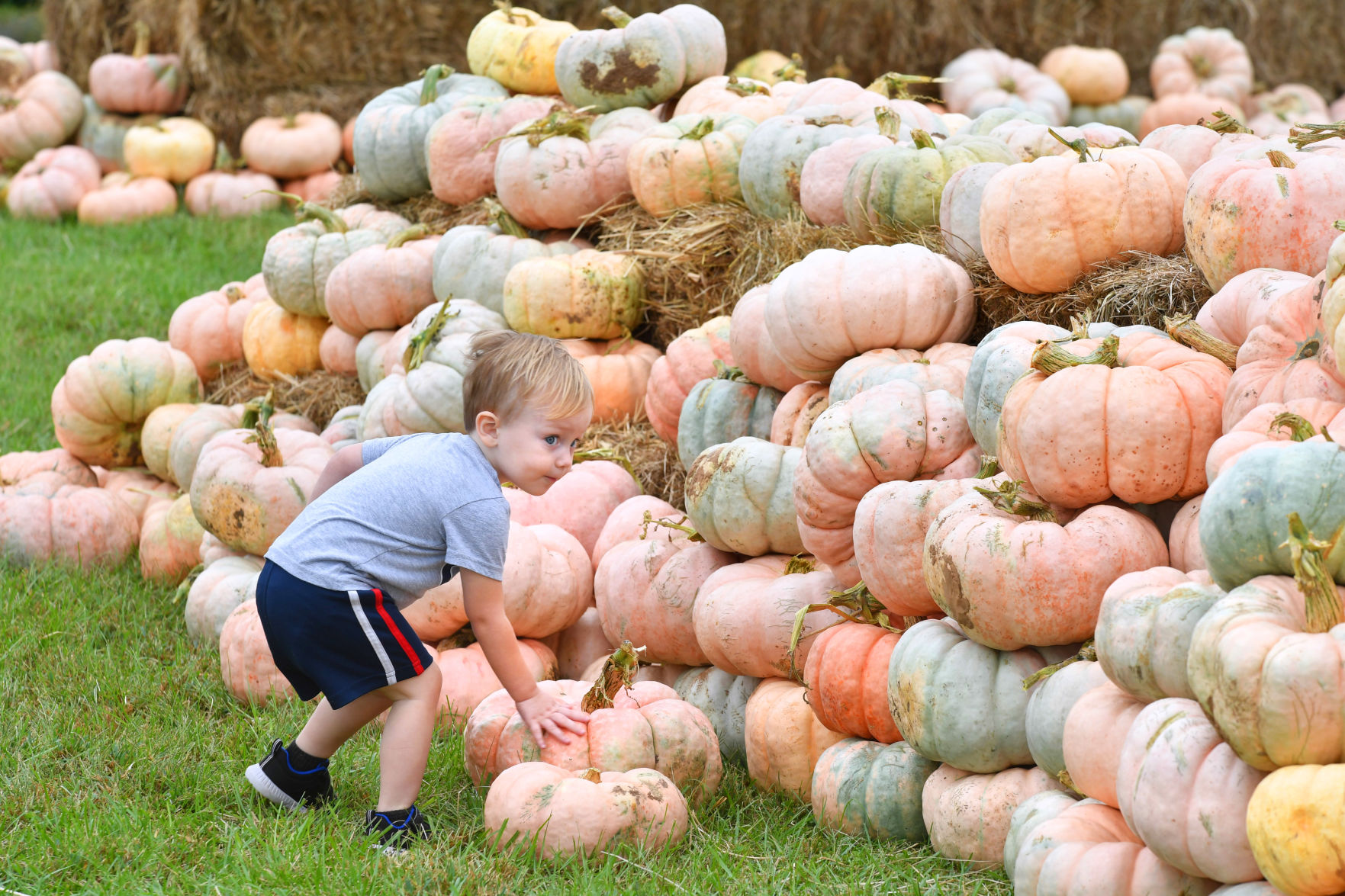 BR.pinkpumpkins.100919 TS 287.jpg
